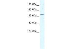 Image no. 1 for anti-Eukaryotic Translation Initiation Factor 4A3 (EIF4A3) antibody (ABIN2461349)