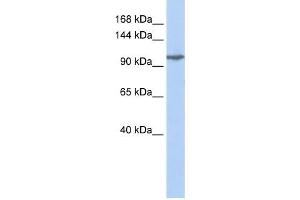Image no. 1 for anti-Glutamate Receptor, Ionotropic, Kainate 5 (GRIK5) (Middle Region) antibody (ABIN633785)