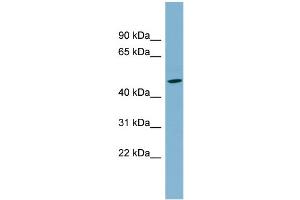 Image no. 1 for anti-Solute Carrier Family 25 (Mitochondrial Carrier, Phosphate Carrier), Member 24 (SLC25A24) (N-Term) antibody (ABIN2781755)