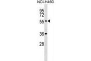 Image no. 1 for anti-XK, Kell Blood Group Complex Subunit-Related, X-Linked (XKRX) (AA 316-345), (C-Term) antibody (ABIN955600)