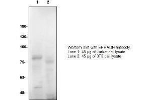Image no. 1 for anti-Enoyl-CoA, Hydratase/3-Hydroxyacyl CoA Dehydrogenase (EHHADH) (C-Term) antibody (ABIN2486968)