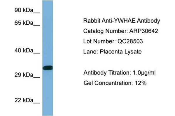 YWHAE anticorps  (C-Term)