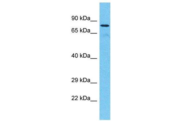 TTC30A antibody  (C-Term)