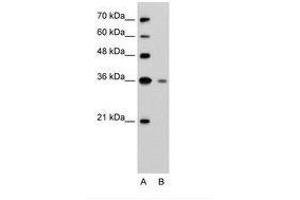 Image no. 2 for anti-Granzyme H (Cathepsin G-Like 2, Protein H-CCPX) (GZMH) (N-Term) antibody (ABIN203444)