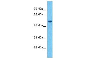Image no. 1 for anti-PHD Finger Protein 15 (PHF15) (C-Term) antibody (ABIN2776040)
