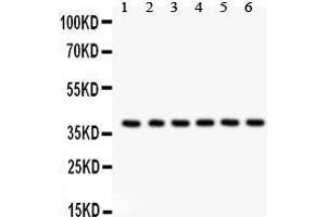 Image no. 2 for anti-Serine/threonine Kinase Receptor Associated Protein (STRAP) (AA 78-104), (N-Term) antibody (ABIN3043302)