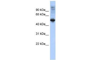 Image no. 1 for anti-F-Box and Leucine-Rich Repeat Protein 16 (FBXL16) (Middle Region) antibody (ABIN632354)