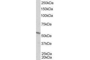 Western Blotting (WB) image for Retinoid X Receptor, beta (RXRB) peptide (ABIN369746)