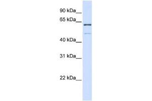 Image no. 1 for anti-Methyltransferase Like 16 (METTL16) (N-Term) antibody (ABIN928204)