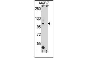 Image no. 2 for anti-Homeodomain Interacting Protein Kinase 1 (HIPK1) (AA 892-922), (C-Term) antibody (ABIN952740)