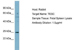 Image no. 1 for anti-Tescalcin (TESC) (N-Term) antibody (ABIN2774174)