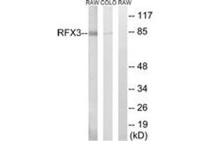 Image no. 1 for anti-Regulatory Factor X 3 (RFX3) (AA 641-690) antibody (ABIN1535421)