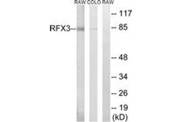 anti-Regulatory Factor X 3 (RFX3) (AA 641-690) antibody