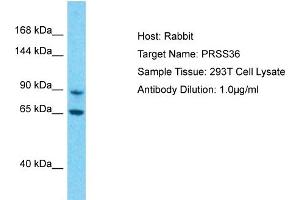 Image no. 1 for anti-Protease, Serine, 36 (PRSS36) (N-Term) antibody (ABIN2791878)