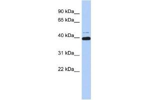 Image no. 1 for anti-MYC-Associated Zinc Finger Protein (Purine-Binding Transcription Factor) (MAZ) (Middle Region) antibody (ABIN2778296)
