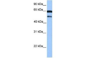 anti-Zinc Finger and SCAN Domain Containing 5B (ZSCAN5B) (C-Term) antibody