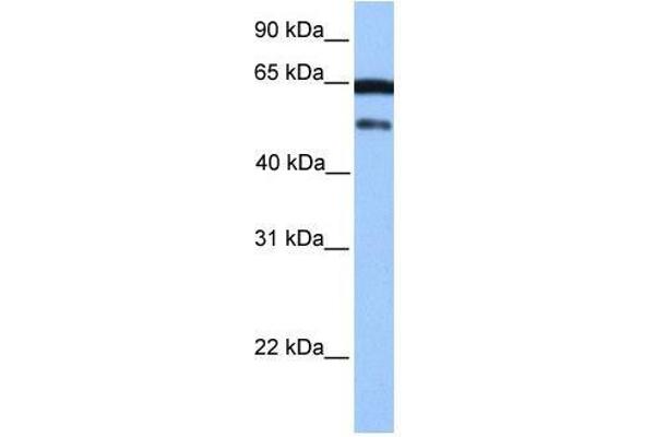 ZSCAN5B 抗体  (C-Term)