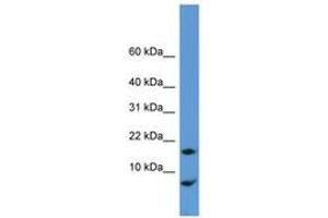 Image no. 1 for anti-Cornichon Homolog (CNIH) (N-Term) antibody (ABIN6746274)