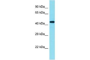 Image no. 1 for anti-Zinc Finger Protein 506 (ZNF506) (C-Term) antibody (ABIN2791449)