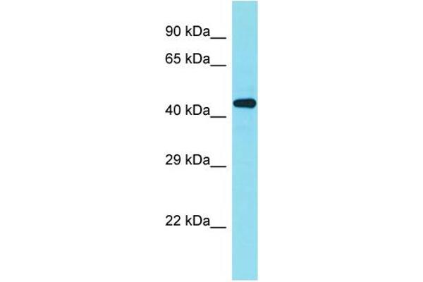anti-Zinc Finger Protein 506 (ZNF506) (C-Term) antibody