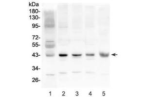 Western blot testing of 1) human placenta, 2) rat brain, 3) rat heart, 4) mouse brain and 5) mouse heart lysate with Cx43 antibody at 0.