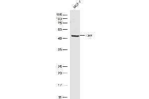 Image no. 4 for anti-Drought-Repressed 4 Protein (DR4) (AA 401-468) antibody (ABIN670581)
