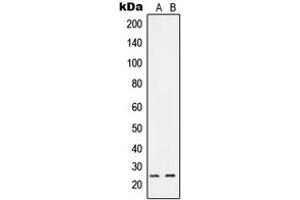 Image no. 1 for anti-Ras-Like Without CAAX 1 (RIT1) (C-Term) antibody (ABIN2705189)