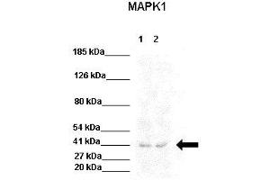 Image no. 3 for anti-Mitogen-Activated Protein Kinase 1 (MAPK1) (Middle Region) antibody (ABIN2787871)