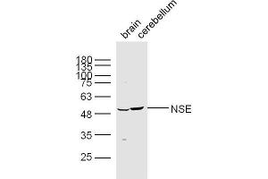 Image no. 5 for anti-Enolase 2 (Gamma, Neuronal) (ENO2) (AA 201-300) antibody (ABIN736581)