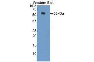 Image no. 1 for anti-CD46 (CD46) (AA 157-365) antibody (ABIN1859778)