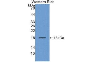 Image no. 1 for anti-Transthyretin (TTR) (AA 21-150) antibody (ABIN1863252)