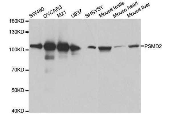 PSMD2 antibody  (AA 1-260)