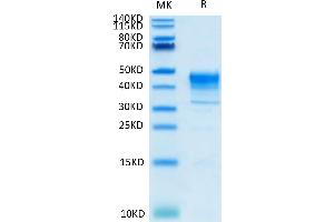 SDS-PAGE (SDS) image for Mesothelin (MSLN) protein (His tag,Biotin) (ABIN7275281)