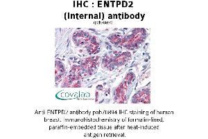 Image no. 1 for anti-Ectonucleoside Triphosphate diphosphohydrolase 2 (ENTPD2) (Internal Region) antibody (ABIN1734055)