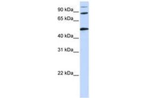 Image no. 1 for anti-Component of Oligomeric Golgi Complex 4 (COG4) (AA 684-733) antibody (ABIN6741296)