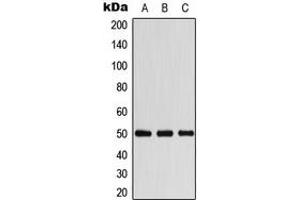 Image no. 1 for anti-Arrestin, beta 1 (ARRB1) (C-Term) antibody (ABIN2704529)