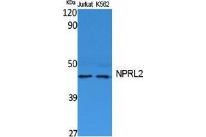 Image no. 1 for anti-Nitrogen Permease Regulator-Like 2 (S. Cerevisiae) (NPRL2) (C-Term) antibody (ABIN3187645)