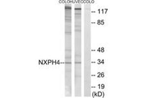 Image no. 1 for anti-Neurexophilin 4 (NXPH4) (AA 216-265) antibody (ABIN1535091)