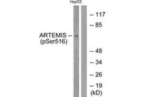 Western blot analysis of extracts from HepG2 cells treated with EGF 200ng/ml 30', using Artemis (Phospho-Ser516) Antibody.
