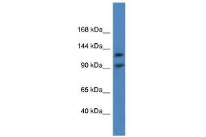 Image no. 1 for anti-Lon Peptidase 2, Peroxisomal (LONP2) (C-Term) antibody (ABIN2788516)