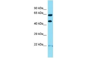 Image no. 2 for anti-Opioid Receptor, kappa 1 (OPRK1) (N-Term) antibody (ABIN2792280)