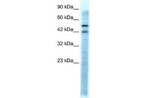 Image no. 2 for anti-Serotonin Receptor 3A (HTR3A) (N-Term) antibody (ABIN926976)