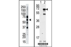 anti-Epsin 2 (EPN2) (AA 6-36), (N-Term) antibody