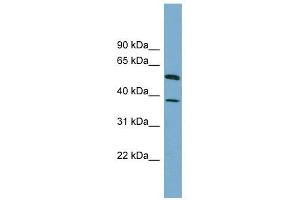 Image no. 1 for anti-Hepatic and Glial Cell Adhesion Molecule (HEPACAM) (N-Term) antibody (ABIN635516)