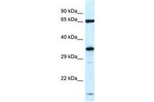 Image no. 1 for anti-Kelch-Like 12 (Drosophila) (KLHL12) (N-Term) antibody (ABIN6747433)