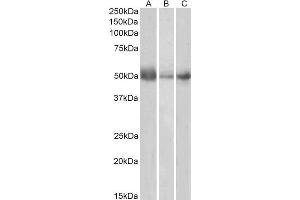 Image no. 1 for anti-Indoleamine 2,3-Dioxygenase 1 (IDO1) (Internal Region) antibody (ABIN185488)