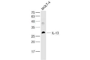 Image no. 3 for anti-Interleukin 13 (IL13) (AA 45-56) antibody (ABIN670116)