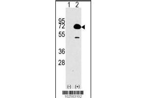 Image no. 2 for anti-Histone Deacetylase 10 (HDAC10) (AA 16-46), (N-Term) antibody (ABIN387962)
