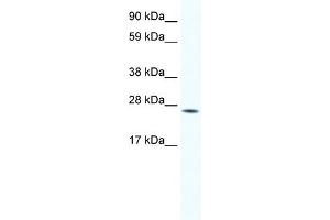 Image no. 1 for anti-Homeobox B7 (HOXB7) (Middle Region) antibody (ABIN2779943)