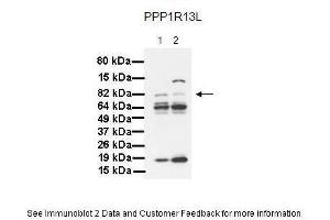 Image no. 2 for anti-Protein Phosphatase 1, Regulatory Subunit 13 Like (PPP1R13L) (Middle Region) antibody (ABIN2777612)